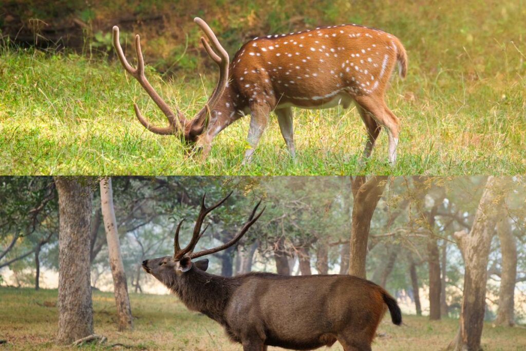 10 Best National Parks in India to Visit This Summer – A Complete Travel Guide