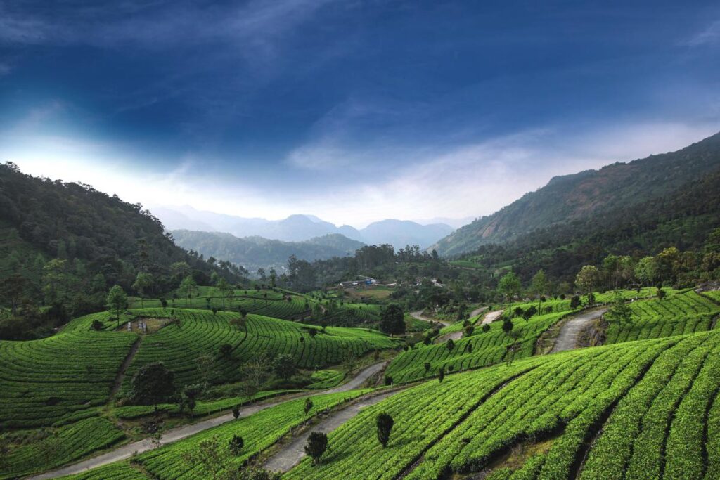 Munnar, Kerala