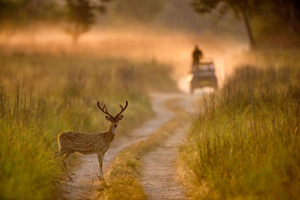Nainital to Jim Corbett National Park – Wildlife Adventure