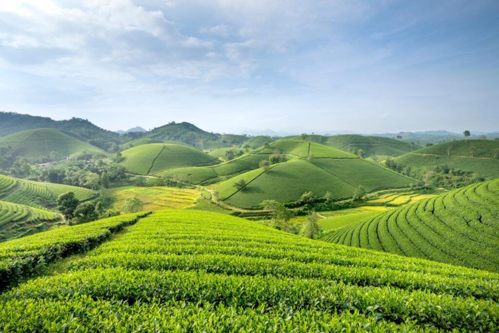 Ziro Valley, Arunachal Pradesh