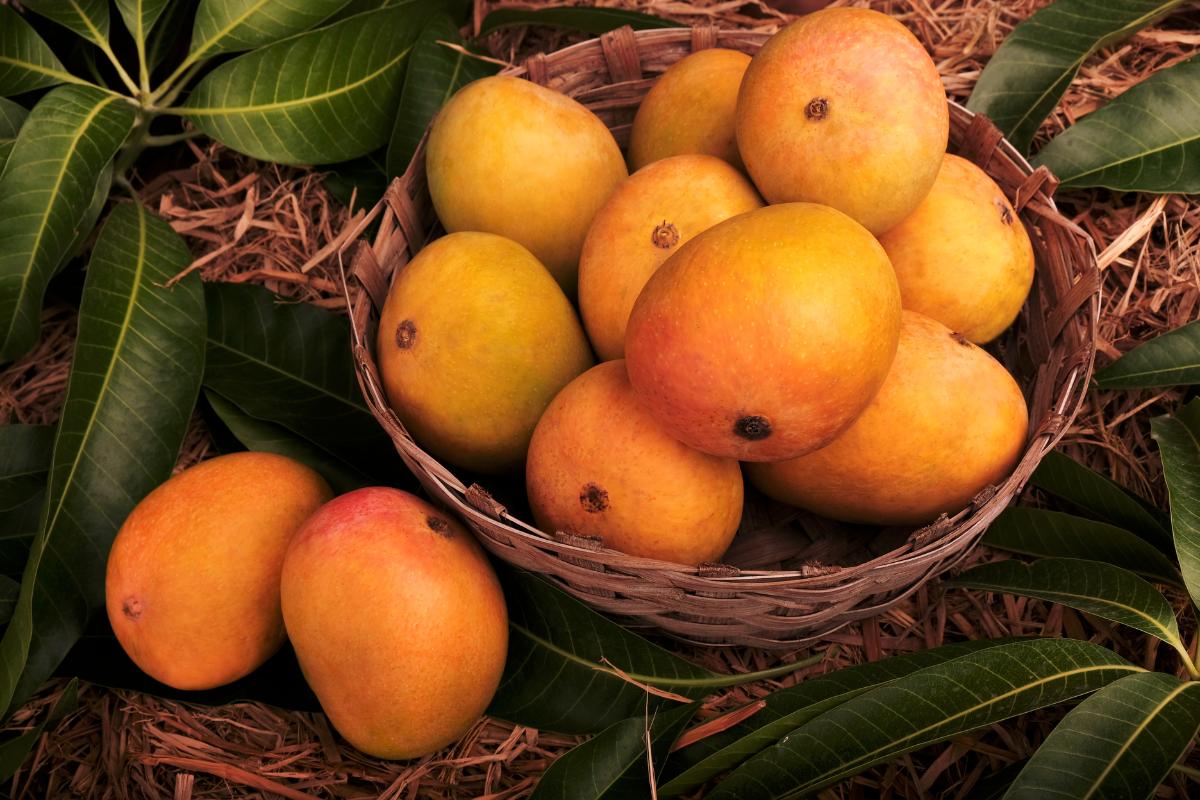 Best Mango in India