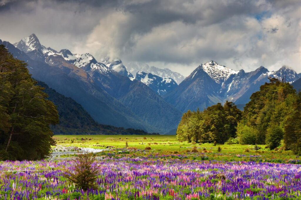 Valley of Flowers