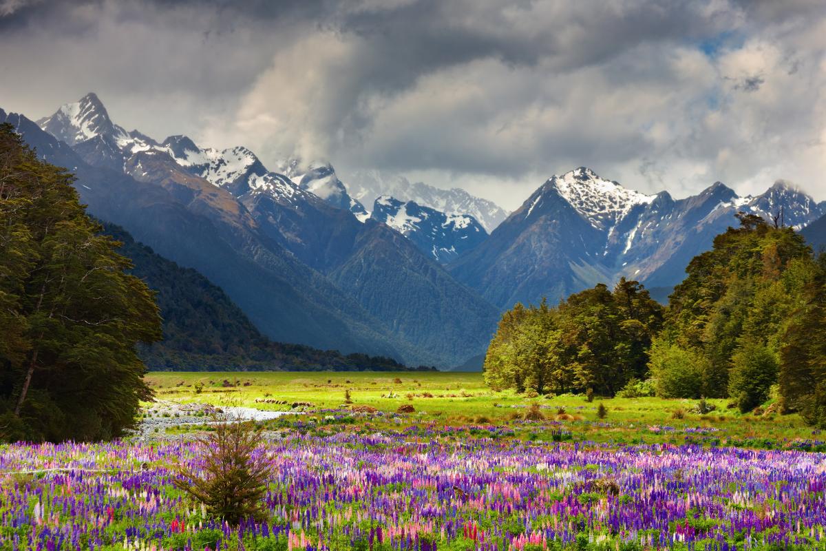 Valley of Flowers