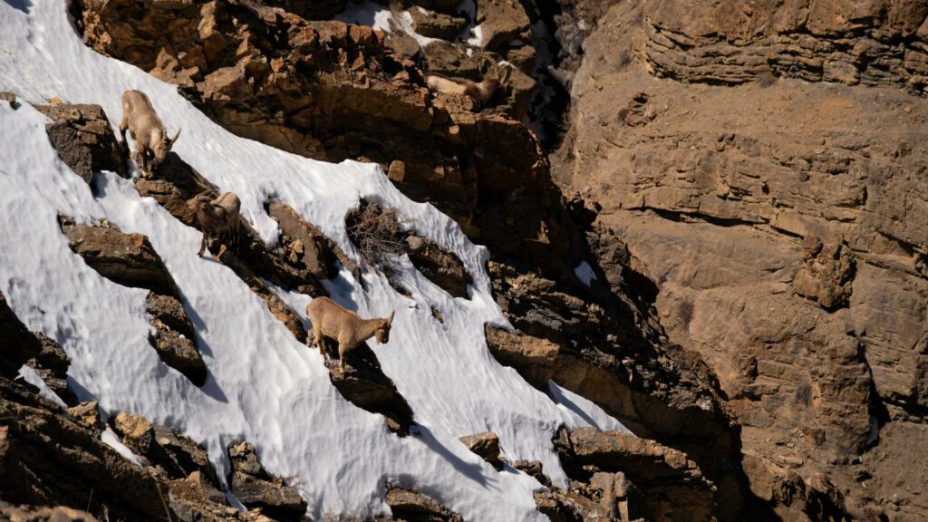 Winter Spiti Expedition